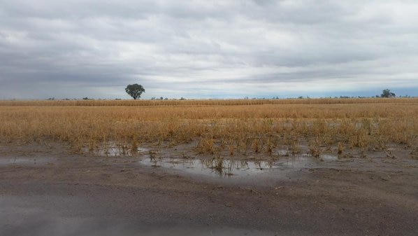Rain on dry crops in Northern NSW 5/11/2015