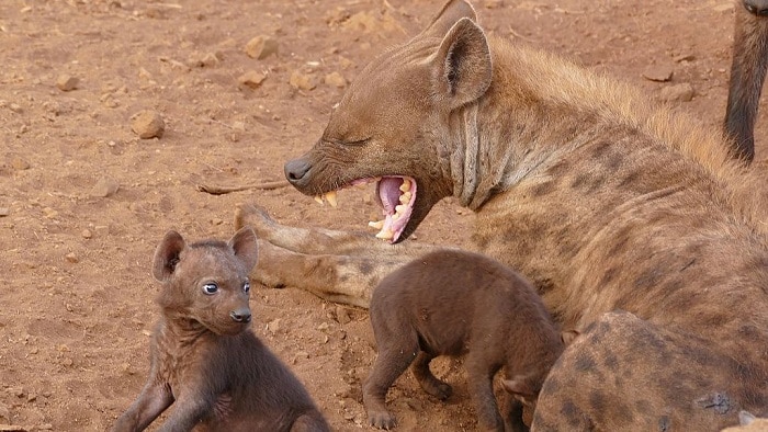Photograph of a female spotted hyena with her mouth open, showing teeth, and two cubs, lying on the sandy dirt