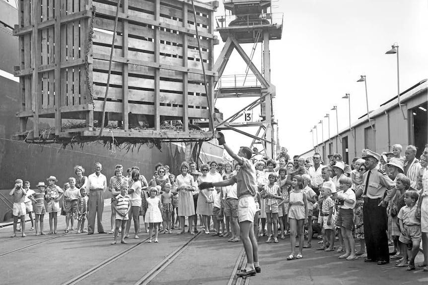 A black and white photo of a crowd watching on as a wooden crate carrying an elephant is lifted from a ship.