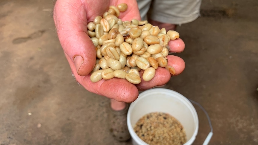 A handful of coffee beans.