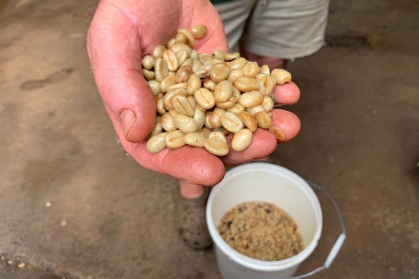 A handful of coffee beans.