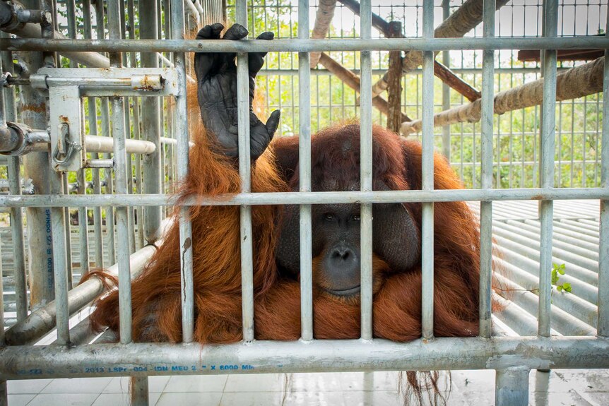Jono in his new cage at the Orangutan Foundation International