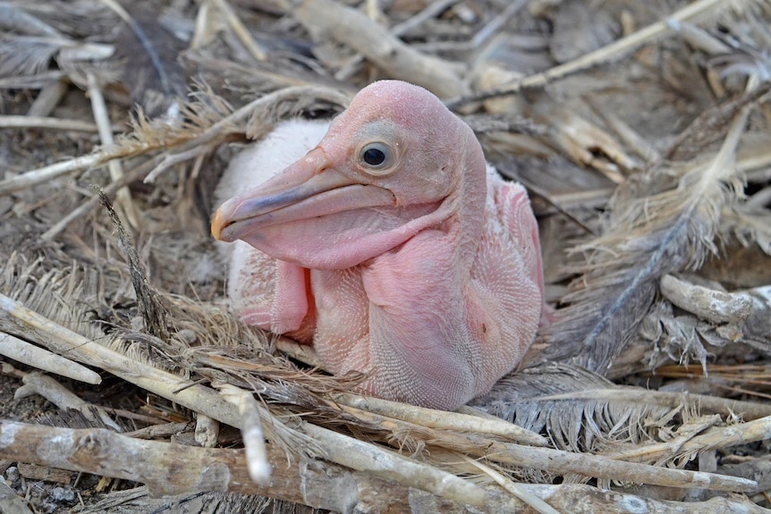 A pelican chick sitting in nest with hardly any feathers.