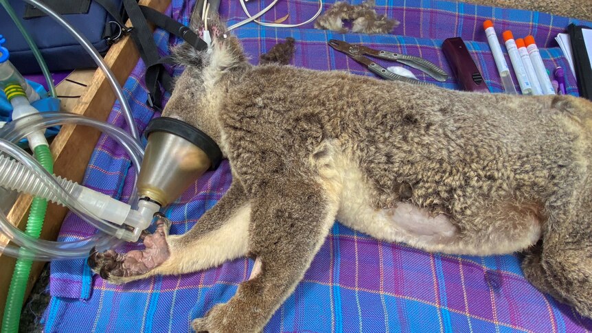 A koala wears a gas mask while being treated on a table.