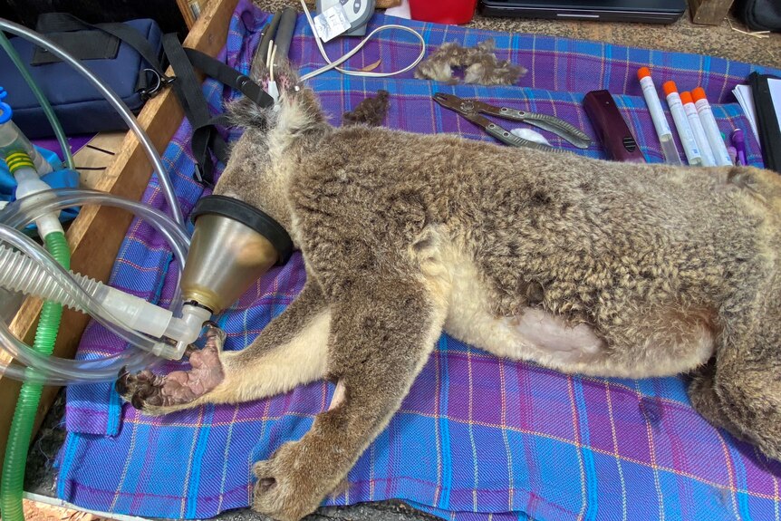 A koala wears a gas mask while being treated on a table.