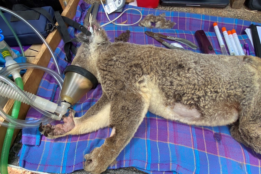 A koala wears a gas mask while being treated on a table.