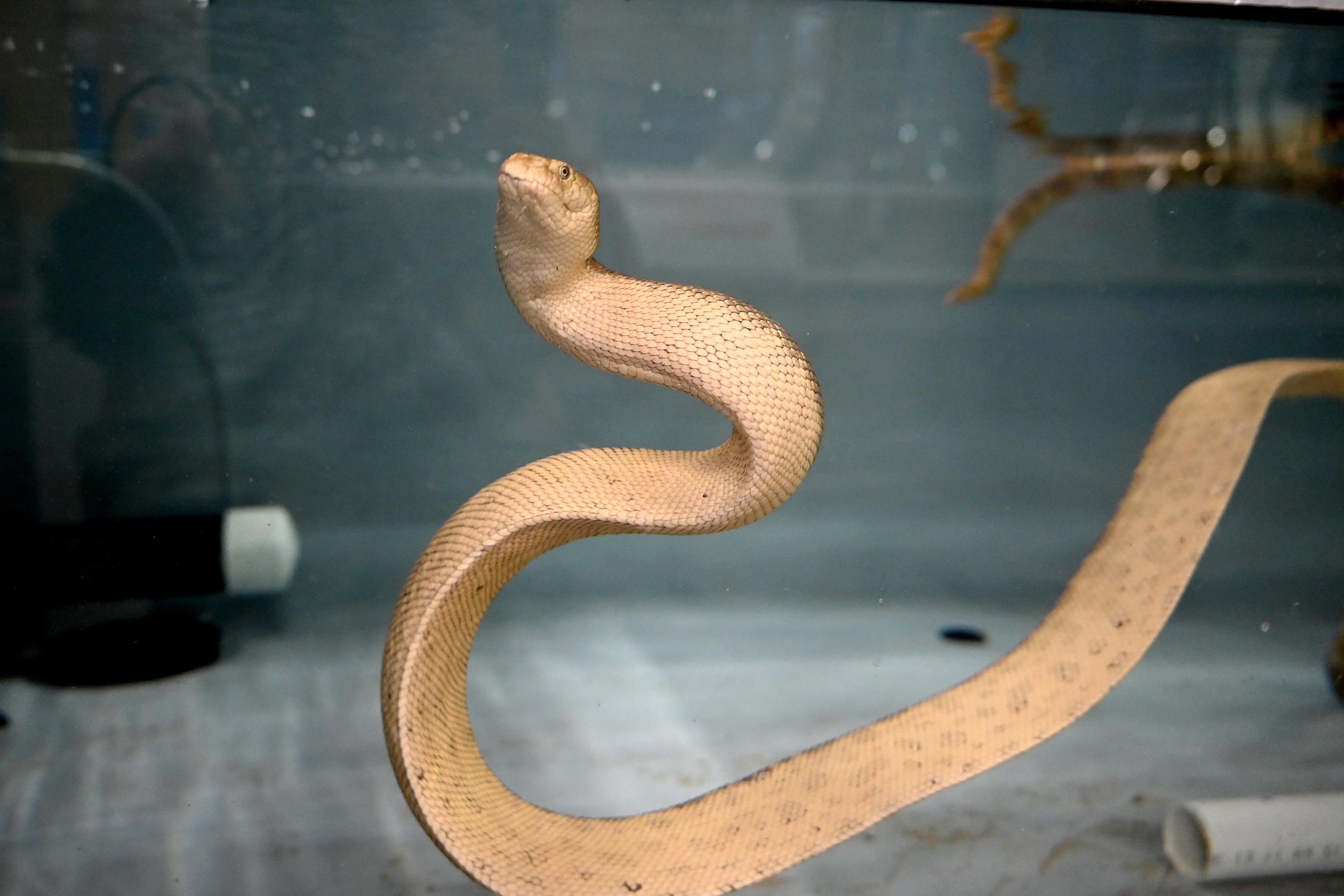 A large yellow sea snake in an aquarium tank