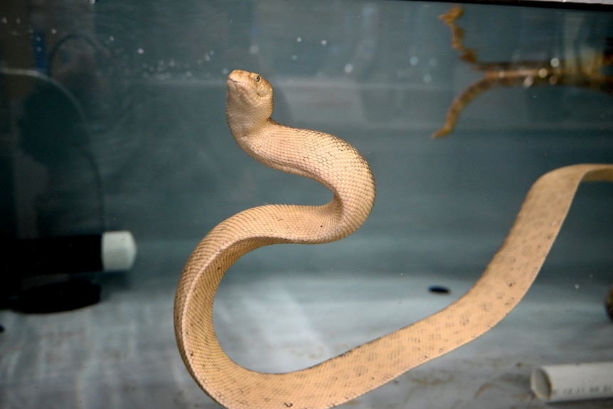 A large yellow sea snake in an aquarium tank