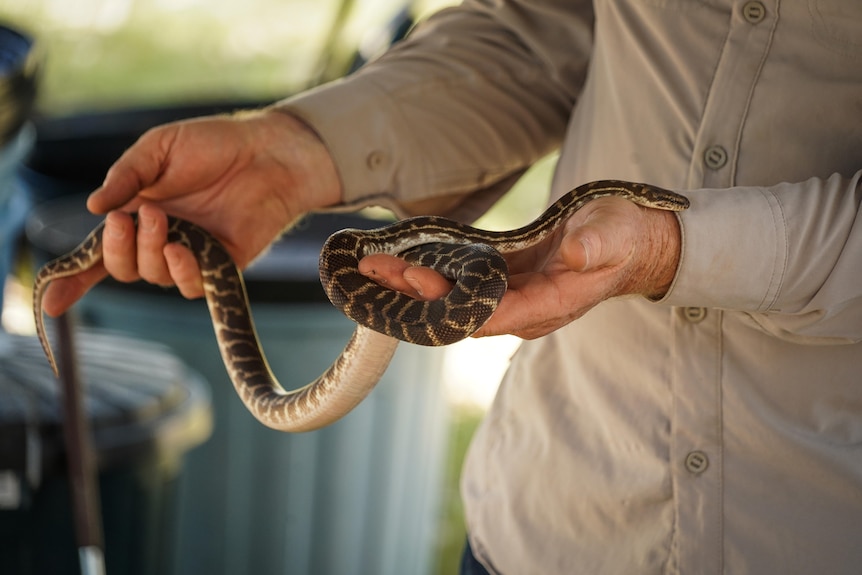 A snake catcher holds a python