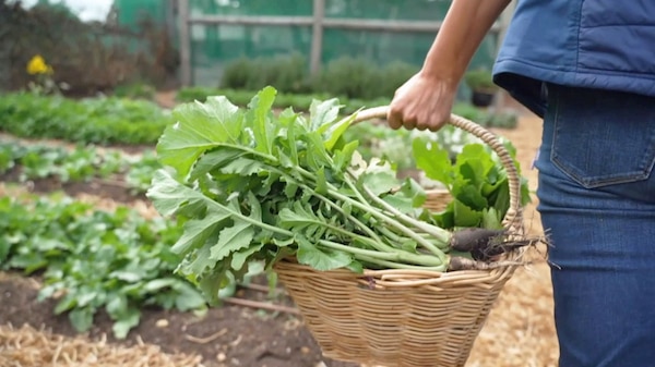 Person carrying a basket filled with vegetables.