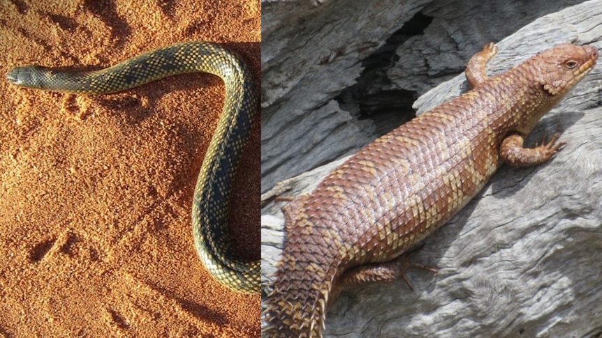A dark snake on red dirt to the left and a brown lizard on a log to the right. 