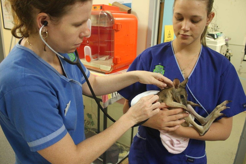Vets check an orphaned joey with a stethoscope.