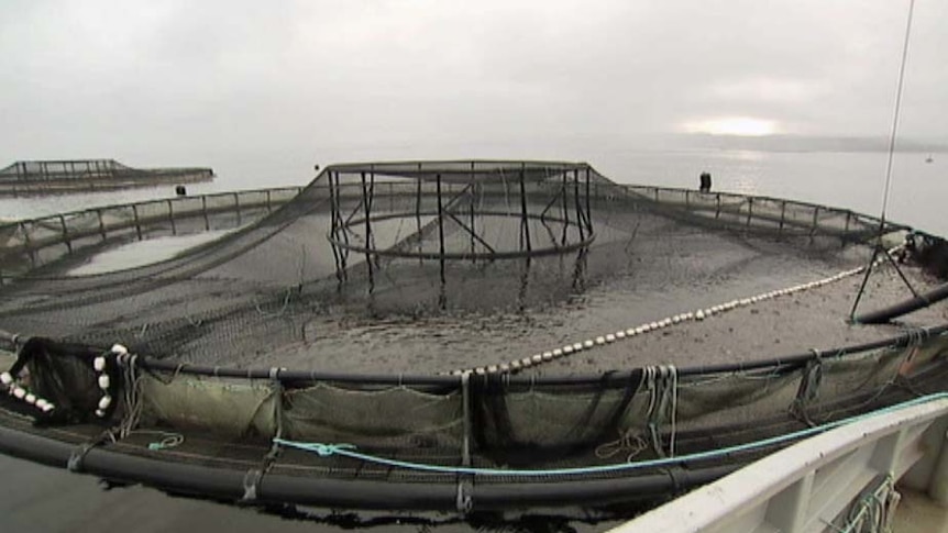 Fish pen in Macquarie Harbour, Tasmania's west coast