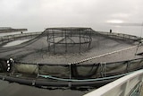 Fish pen in Macquarie Harbour, Tasmania's west coast