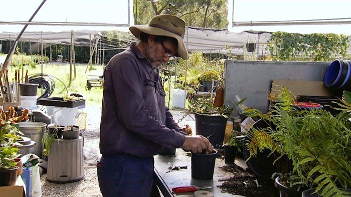 Rhipsalis - Gardening Australia