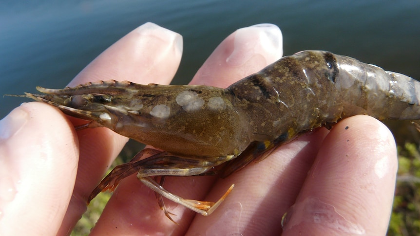 A green prawn in someone's gloved hand with white spots on its skin.