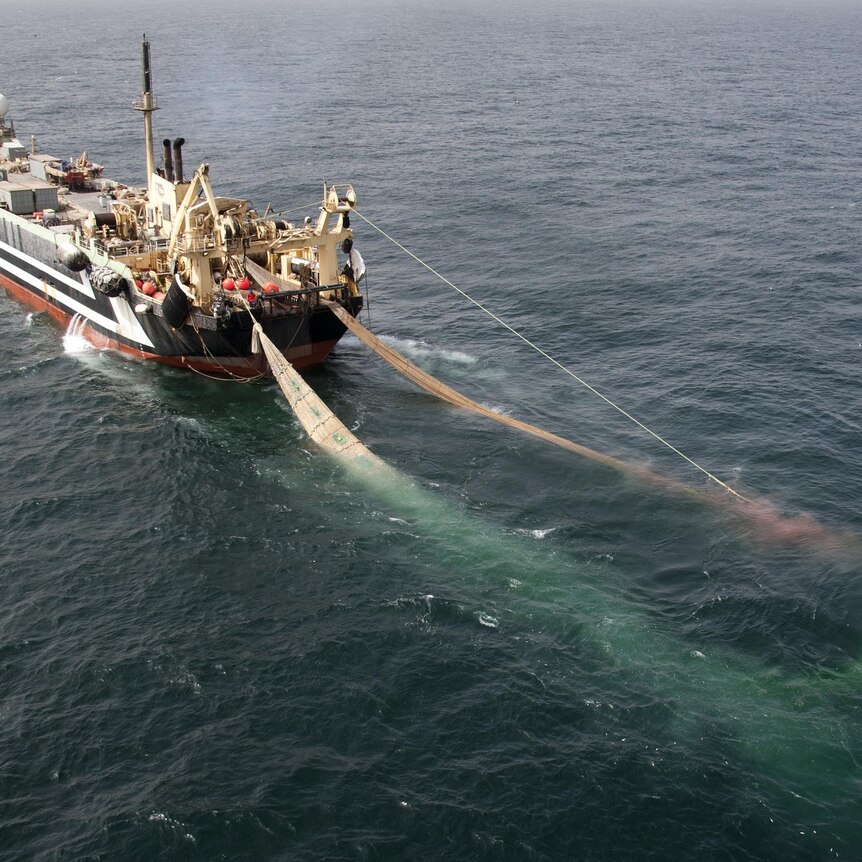 Super trawler FV Magiris drags a net