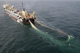 Larger trawler drags a net.