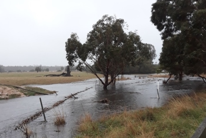 Floodwaters near trees