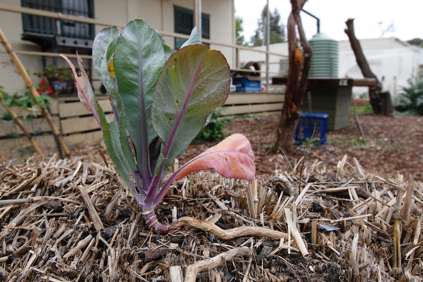 The workshop taught gardeners ways to overcome challenges such as minimal space and lack of light.