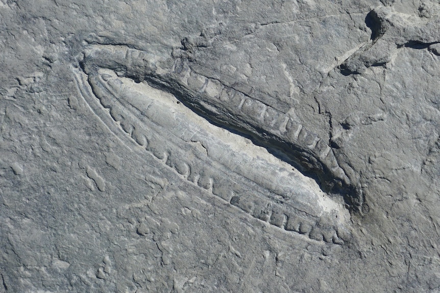 Fossil of Kimberella