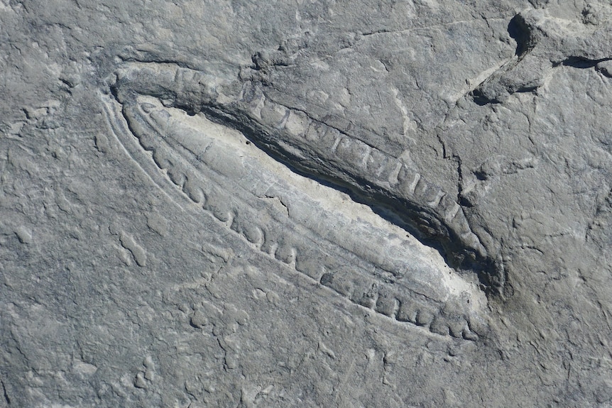 Kimberella fossil