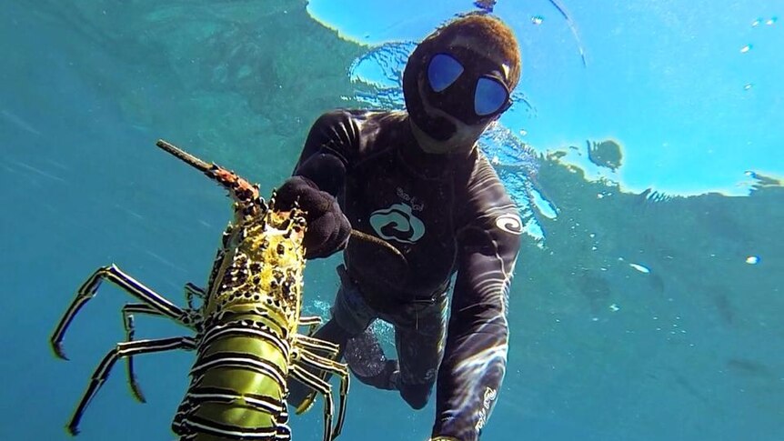 Man in wetsuit holding a giant live crayfish underwater.