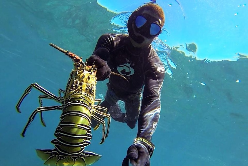 Man in wetsuit holding a giant live crayfish underwater.