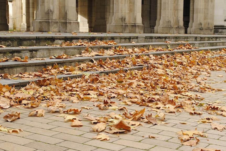 Autumn leaves are scattered on the ground.