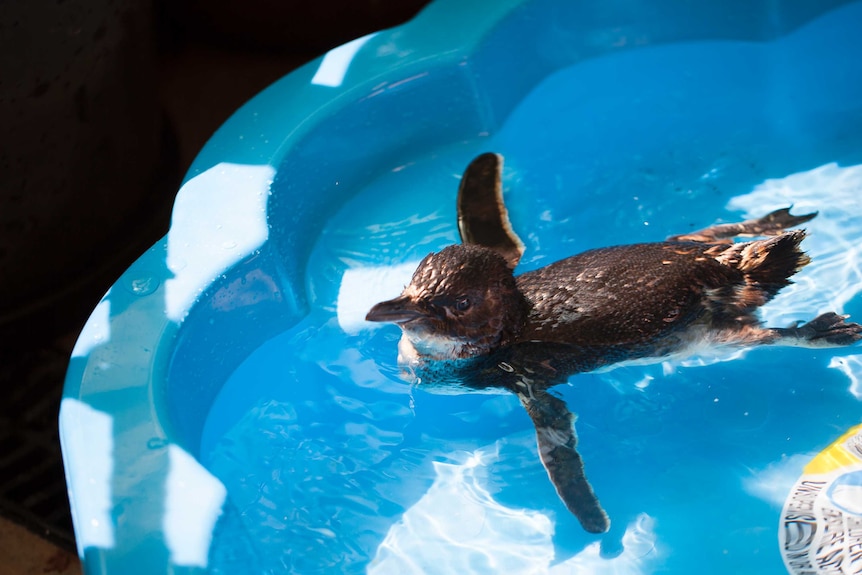 A photo of the penguin in a paddle pool