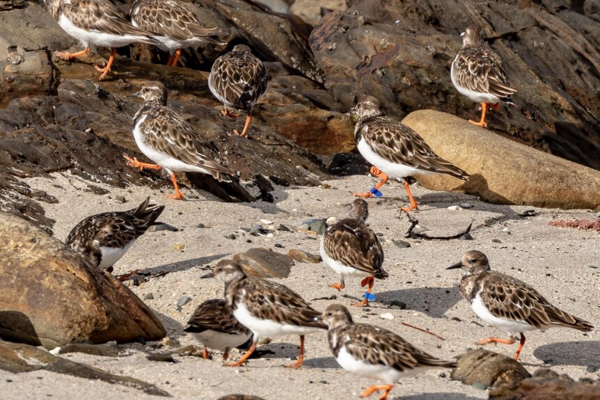 Ruddy turnstone birds on the shore of a beach.