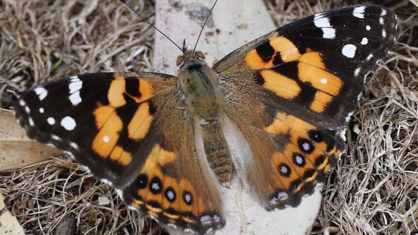 An Australian painted lady butterfly.