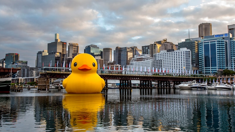 Rubber Duck arrives in Darling Harbour for Sydney Festival on January 3, 2013