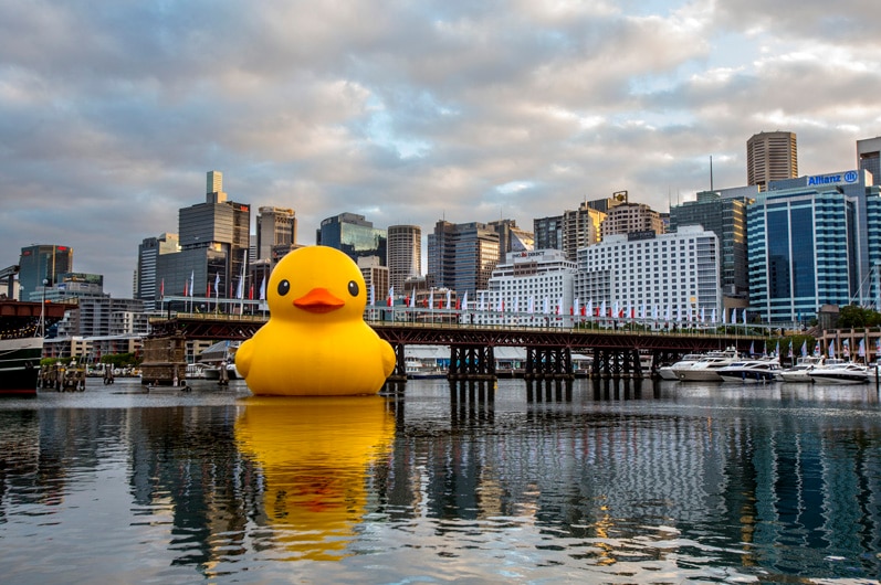 Rubber Duck arrives in Darling Harbour for Sydney Festival on January 3, 2013
