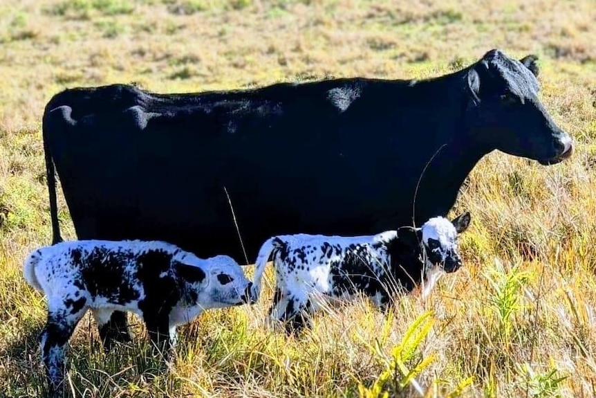 Black cow standing in long grass behind two speckle-coloured calves.