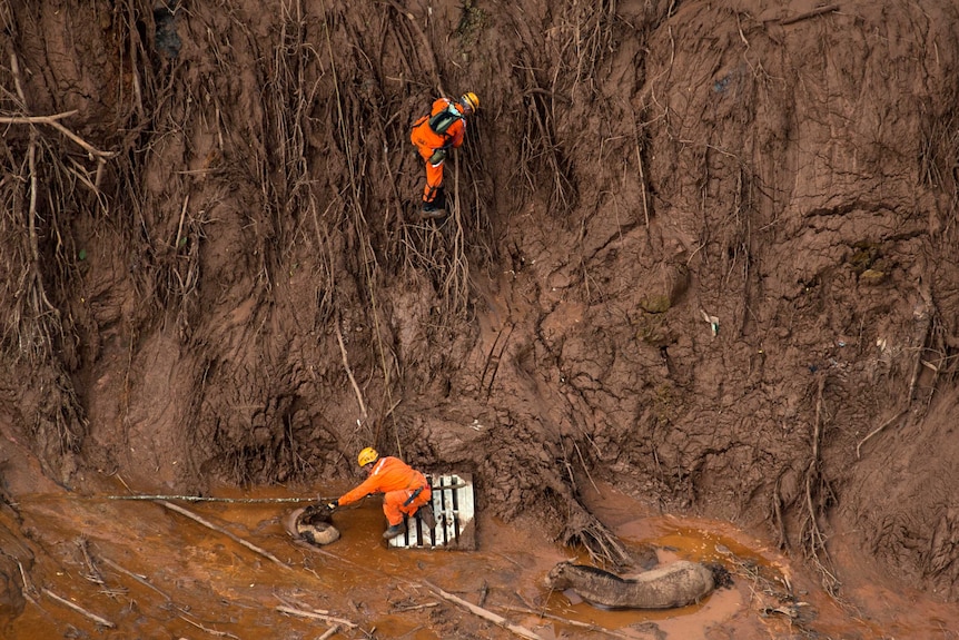 Brazilian firemen rescue a foal