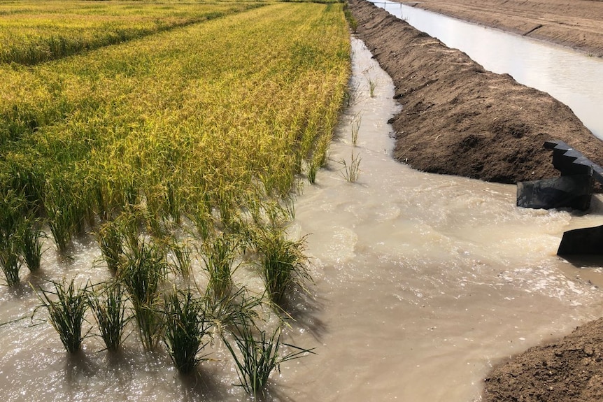 A rice paddy filled with water.