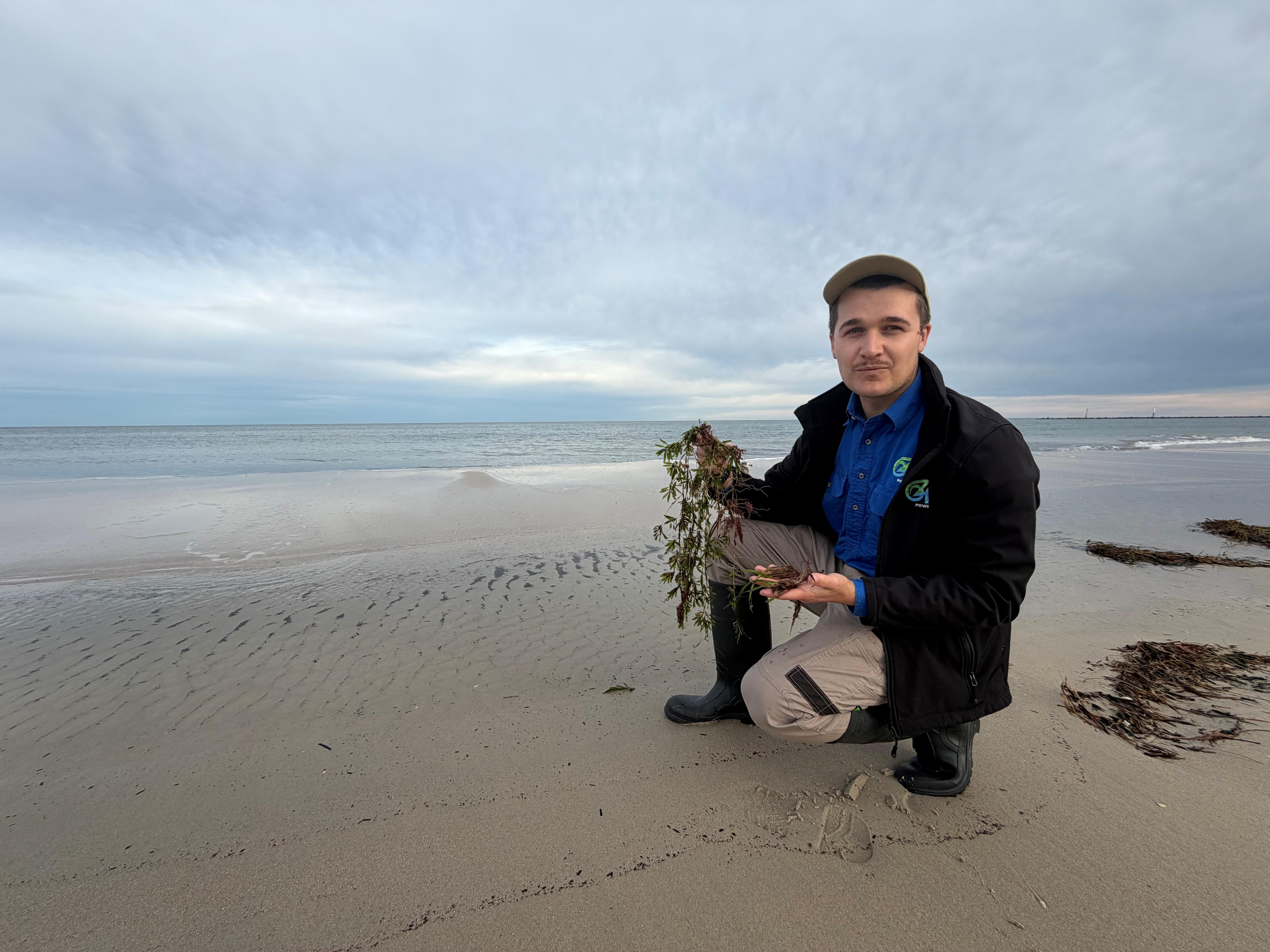 OzFish salvage Semaphore seagrass to create West Lakes crab habitat