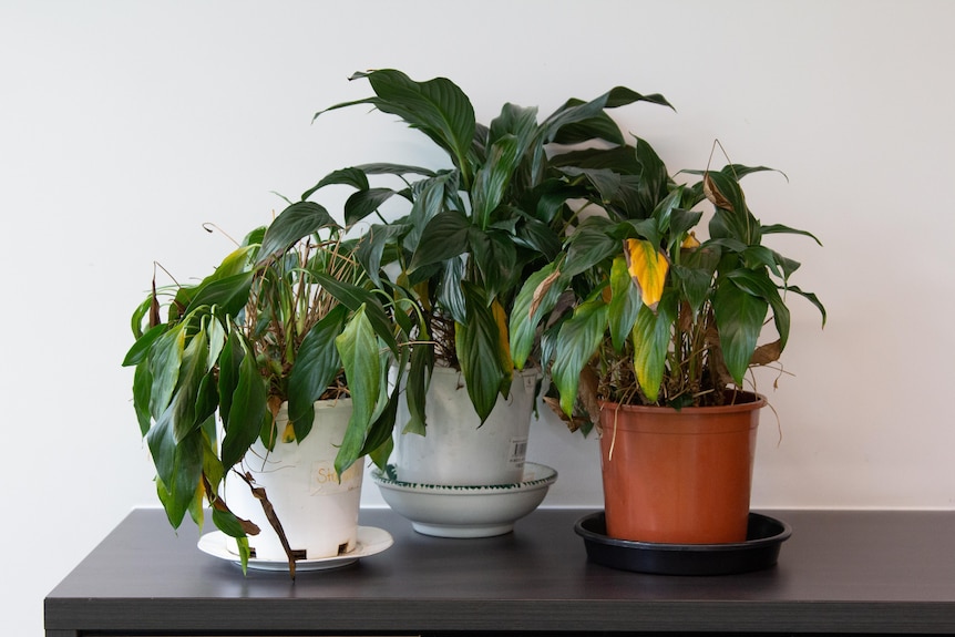 Three dying indoor plants