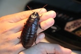 That is one big cockroach