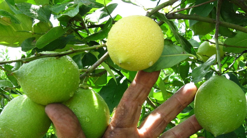 A  lemon tree
