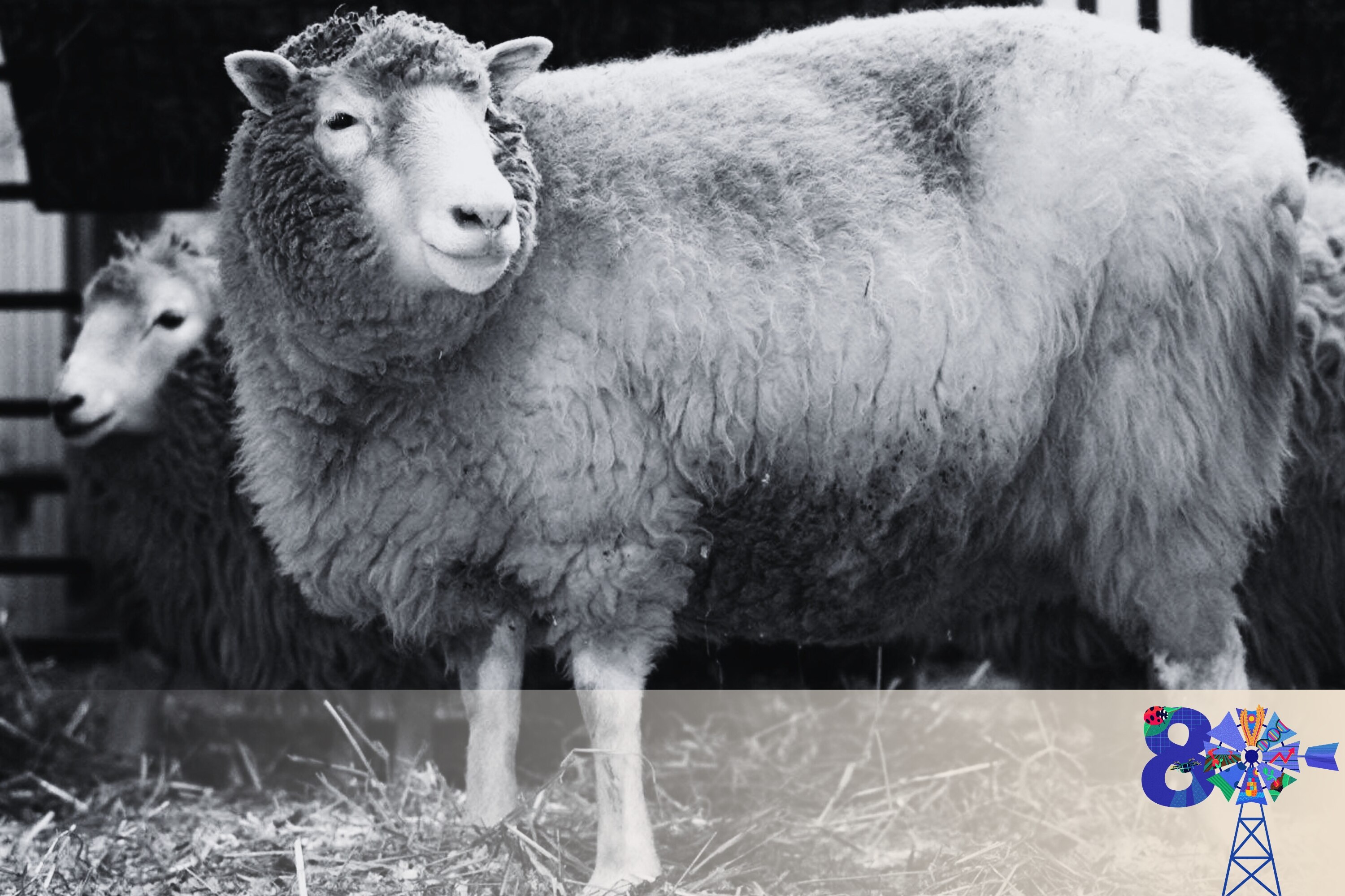 Dolly the sheep during a photocall in 2002.