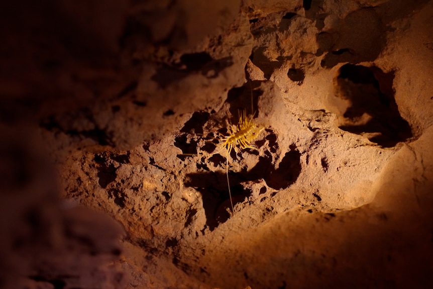 A spotlight shines on yellow semi-translucent millipede in dimly lit rocky cave.