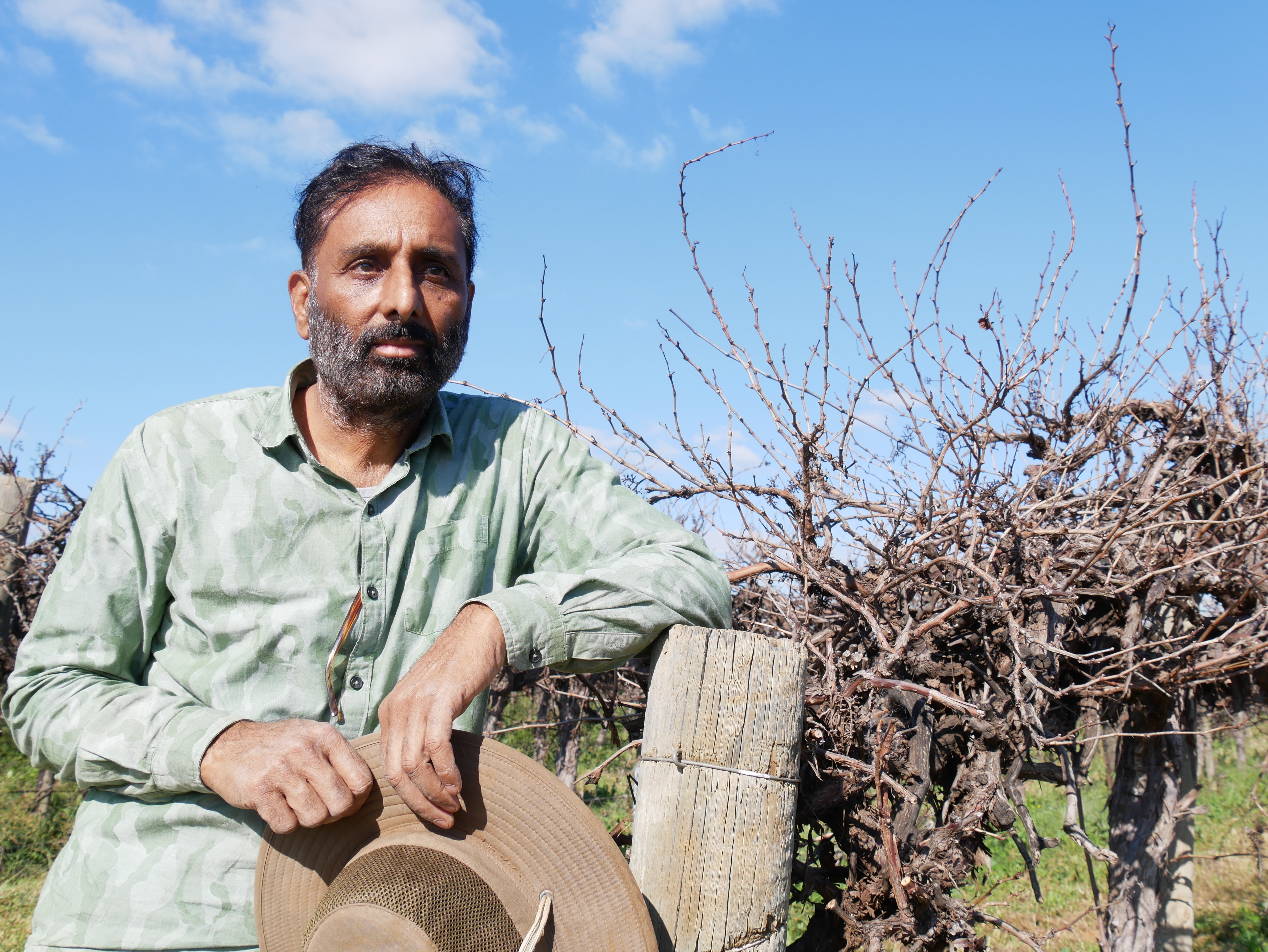 Australia's wine grape crush plummets to lowest in more than 25 years