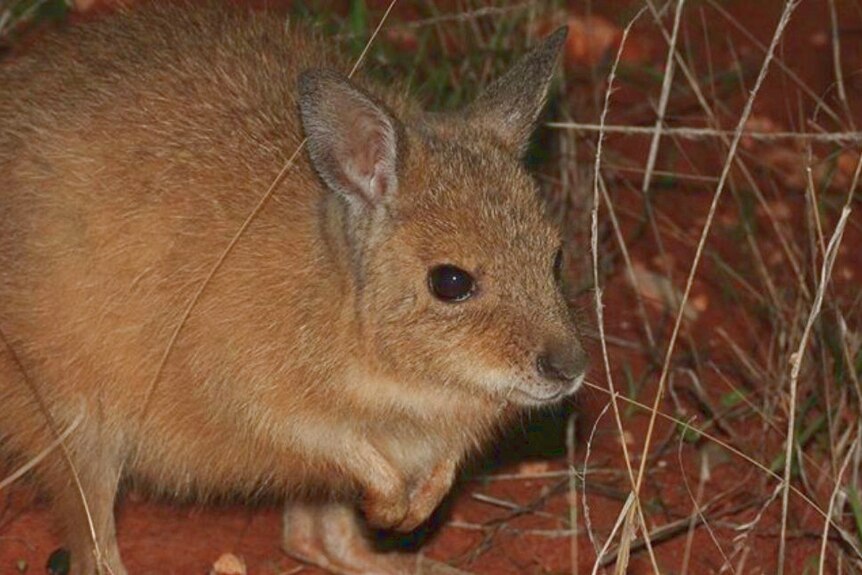 The Mala is a small marsupial with sandy coloured fur