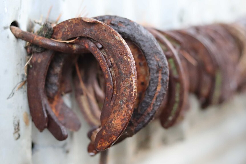 A line of rusty horseshoes