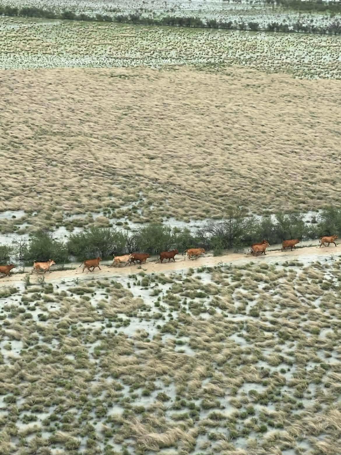 Vacas seguidas caminhando por planícies inundadas