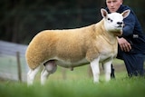 A muscular lamb stands in a paddock