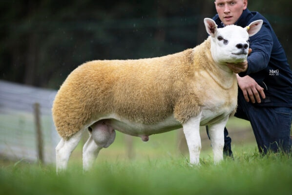 A muscular lamb stands in a paddock
