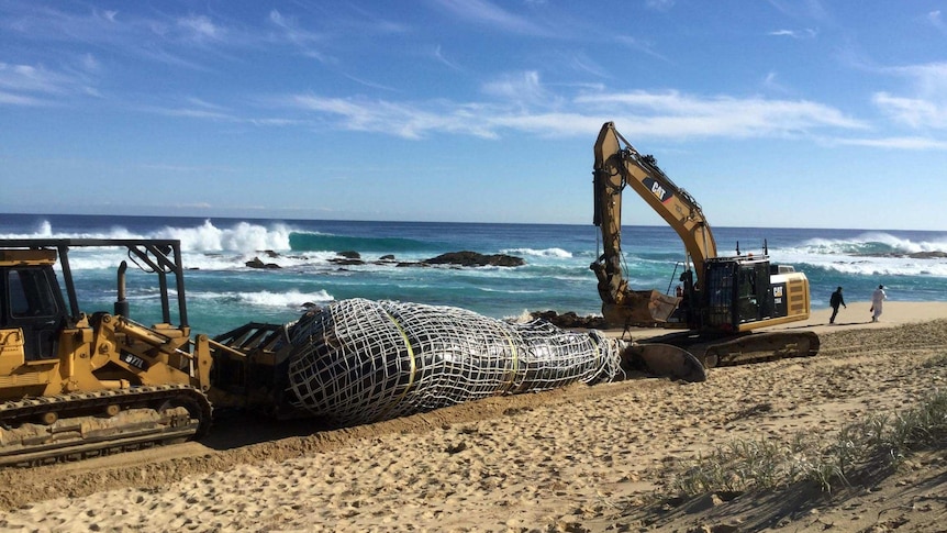 An excavator and traxcavator push a wrapped whale carcass along a beach.